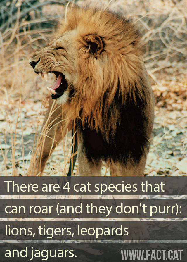 » Which cats roar and don’t purr?