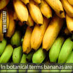 Are bananas berries?