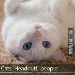 Whydo cats headbutt people?