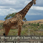 How high do baby giraffes fall from when they are born?