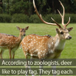 Do deer play the game of tag?