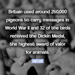 How many pigeons were used during WWII?