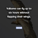 How long can vultures fly without flapping their wings?